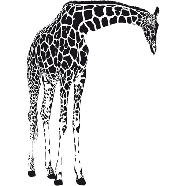 Giraffa -1856